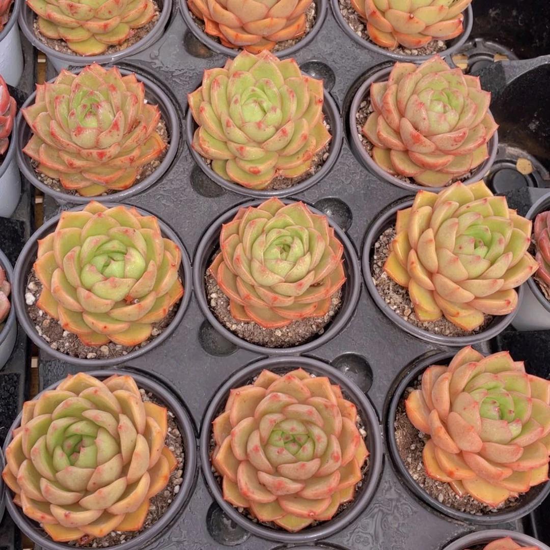 524号 摩羯座大单头一个