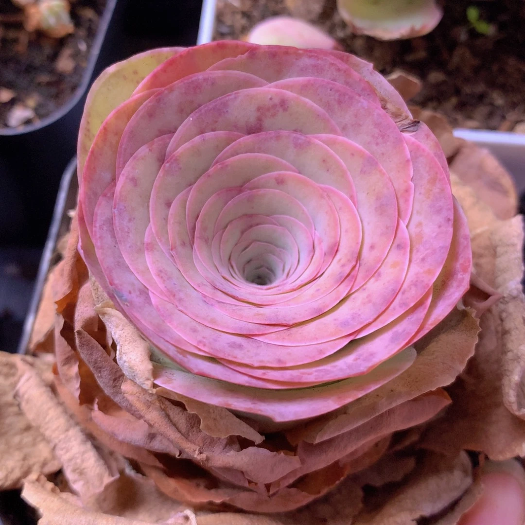 一物一拍星辰福利211