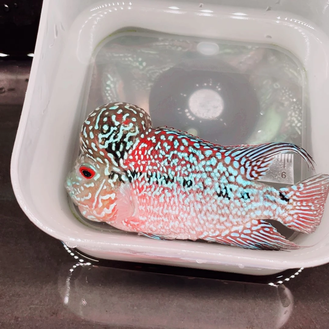 飞***间罗汉鱼罗汉鱼亚成一条