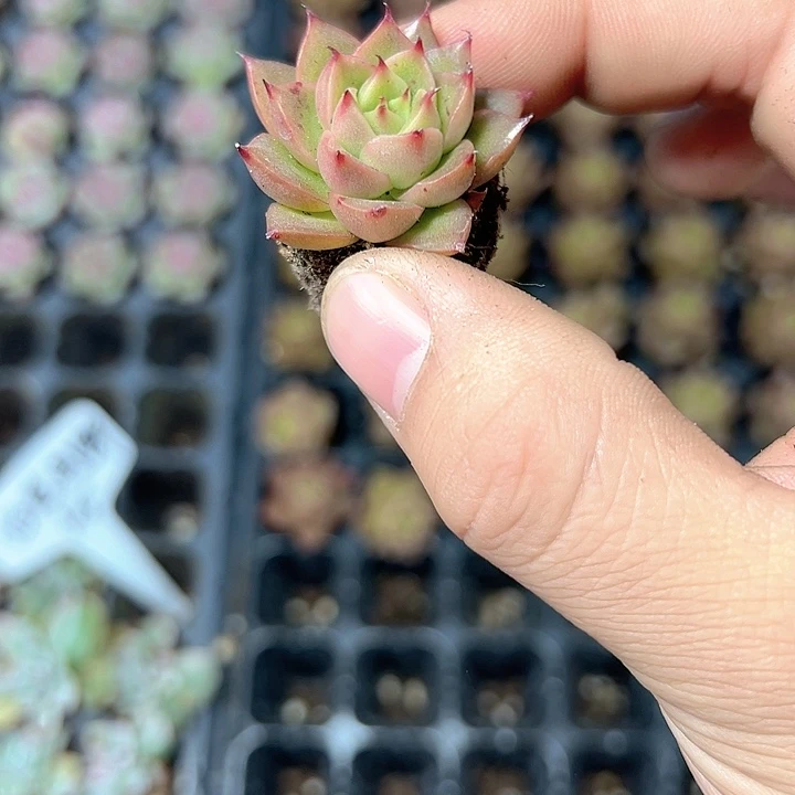 青椒 满10颗包邮