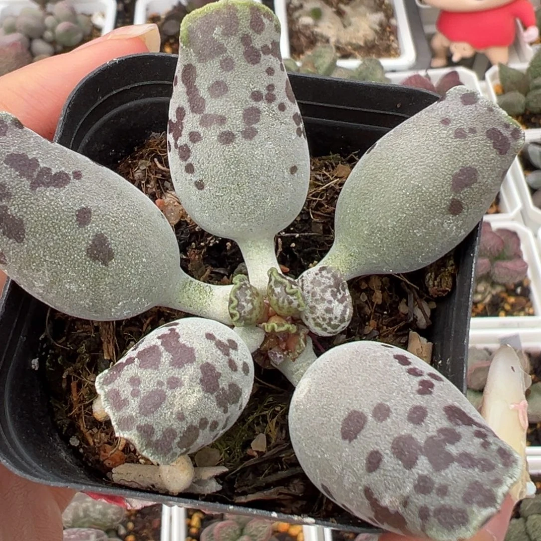 奶牛斑海豹单头纯木质桩多肉