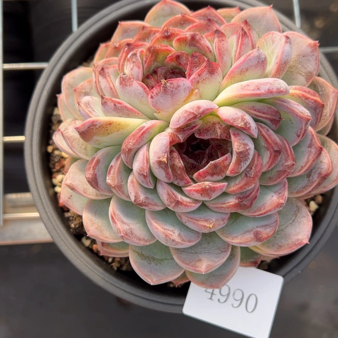 蜻**子4990肉肉肉肉肉肉