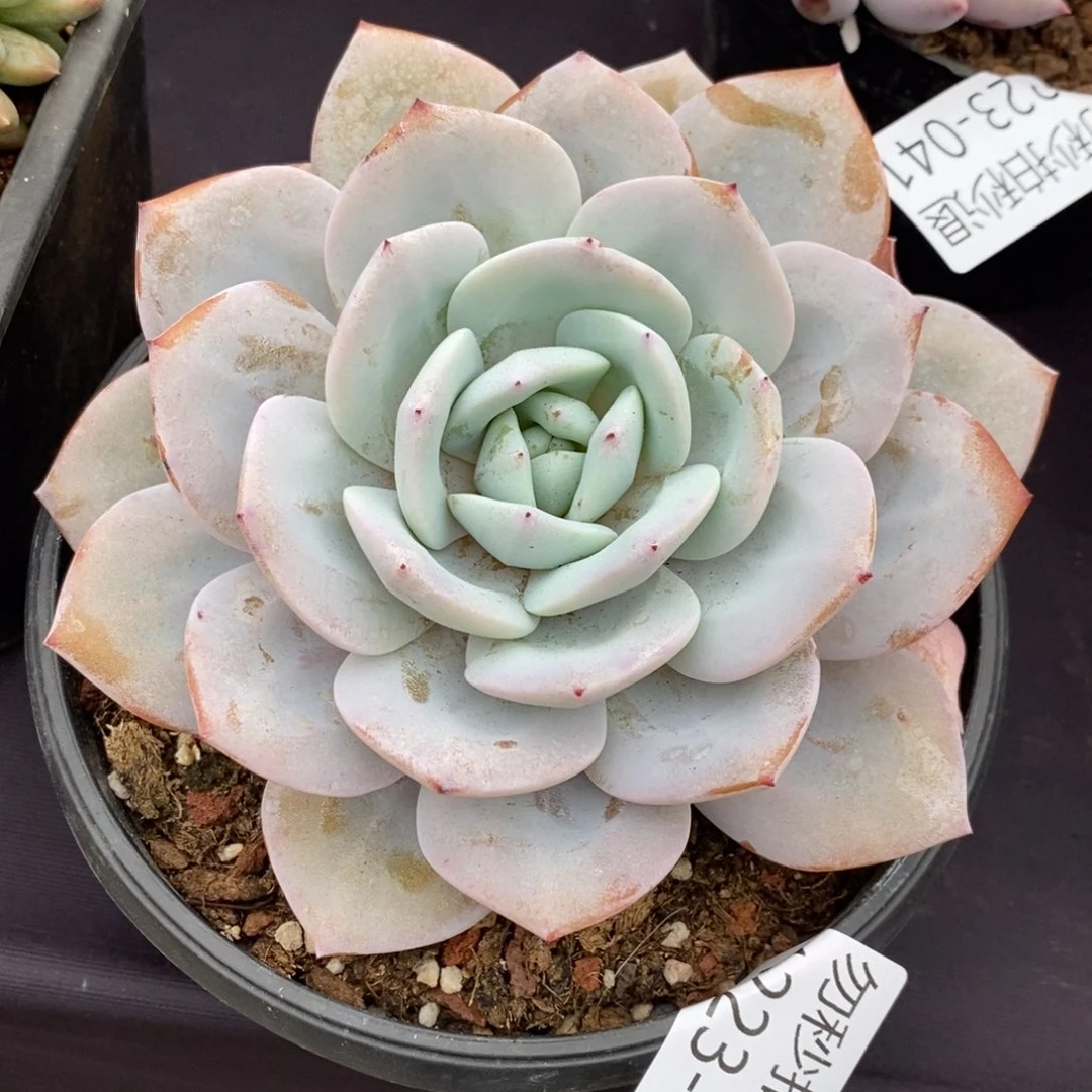 两单包邮1223-46奶茶