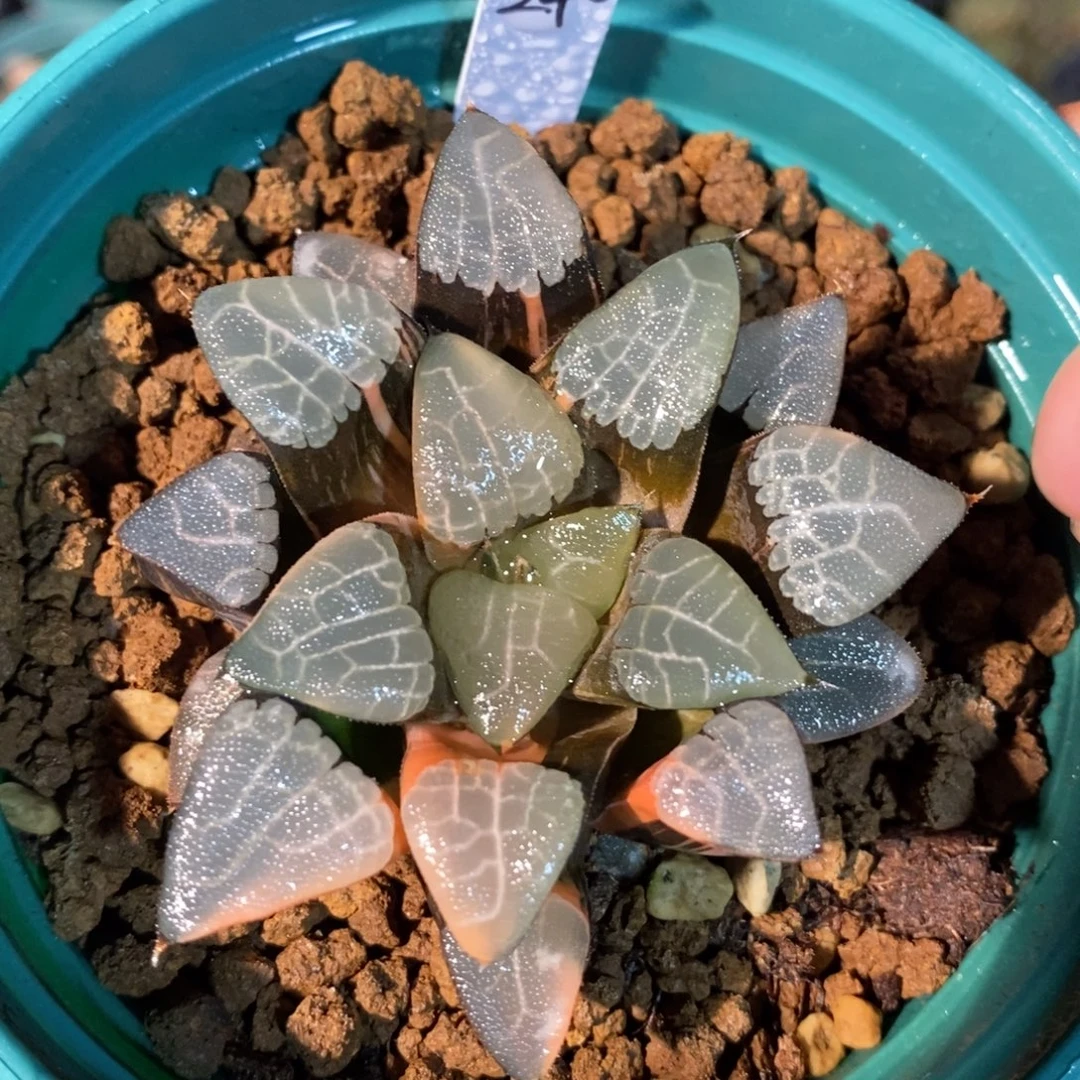 一颗实生大克锦。