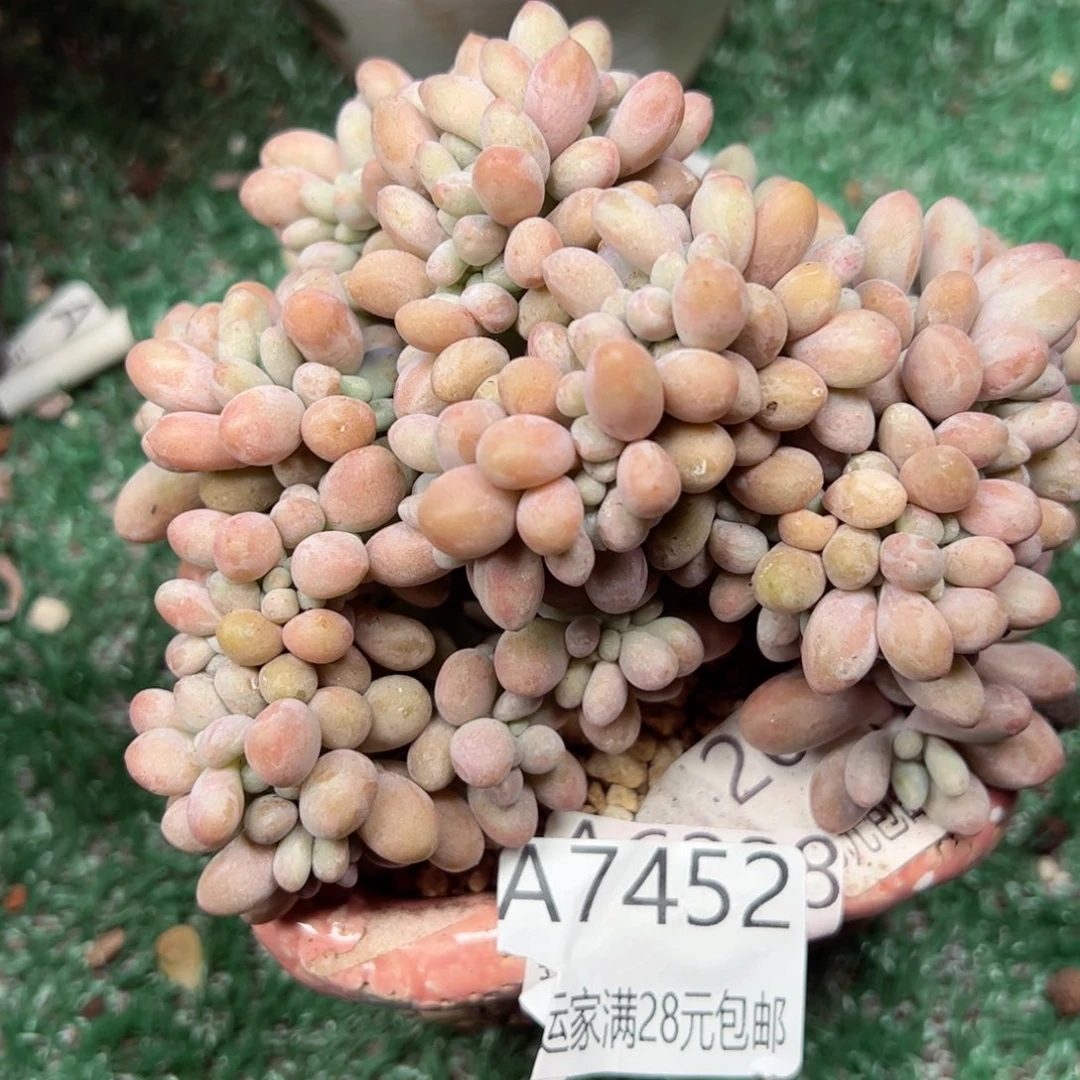 幸运的是我的朋友们都在