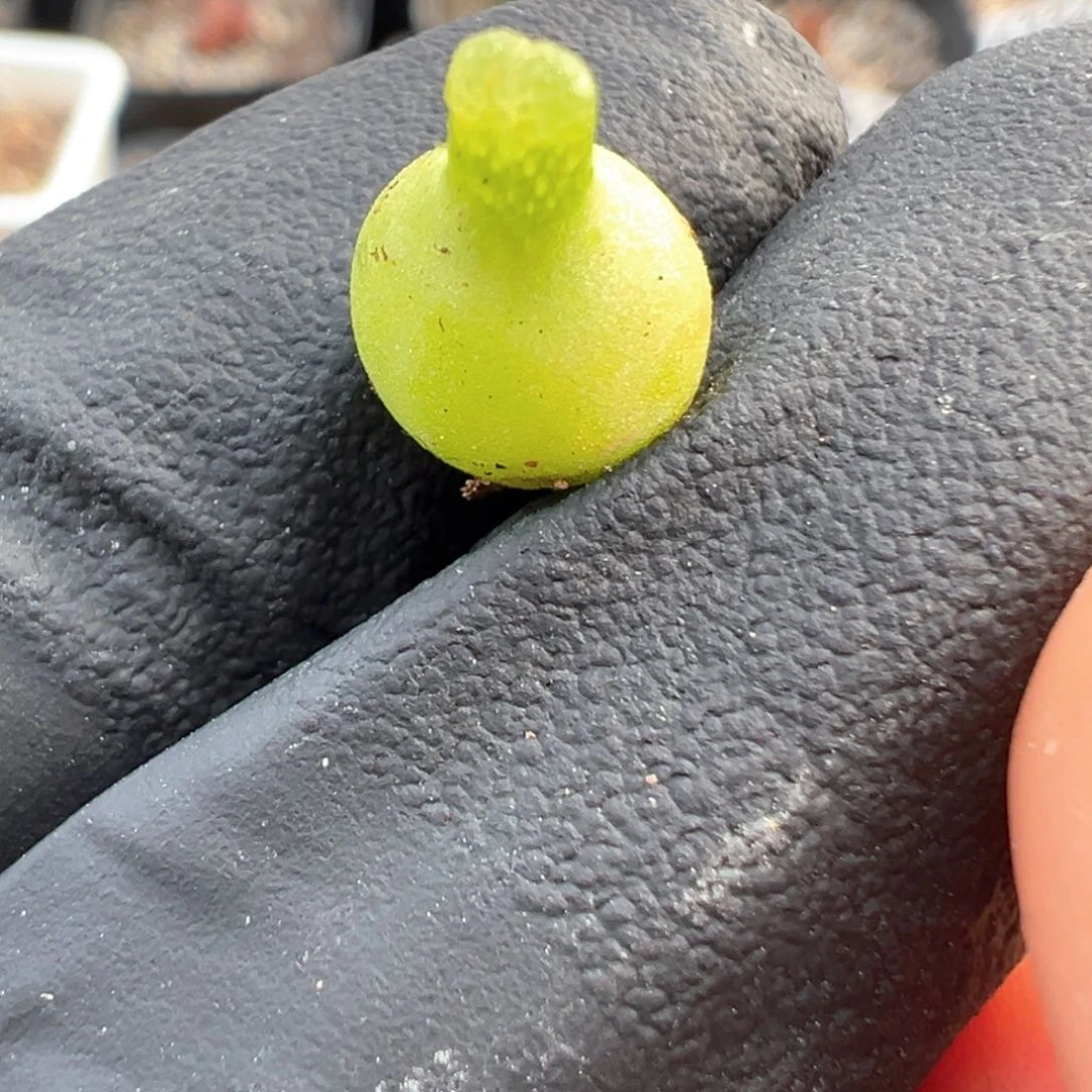 317号超级小葫芦。