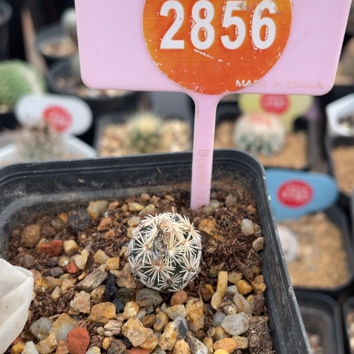 实生紫王子28560000000