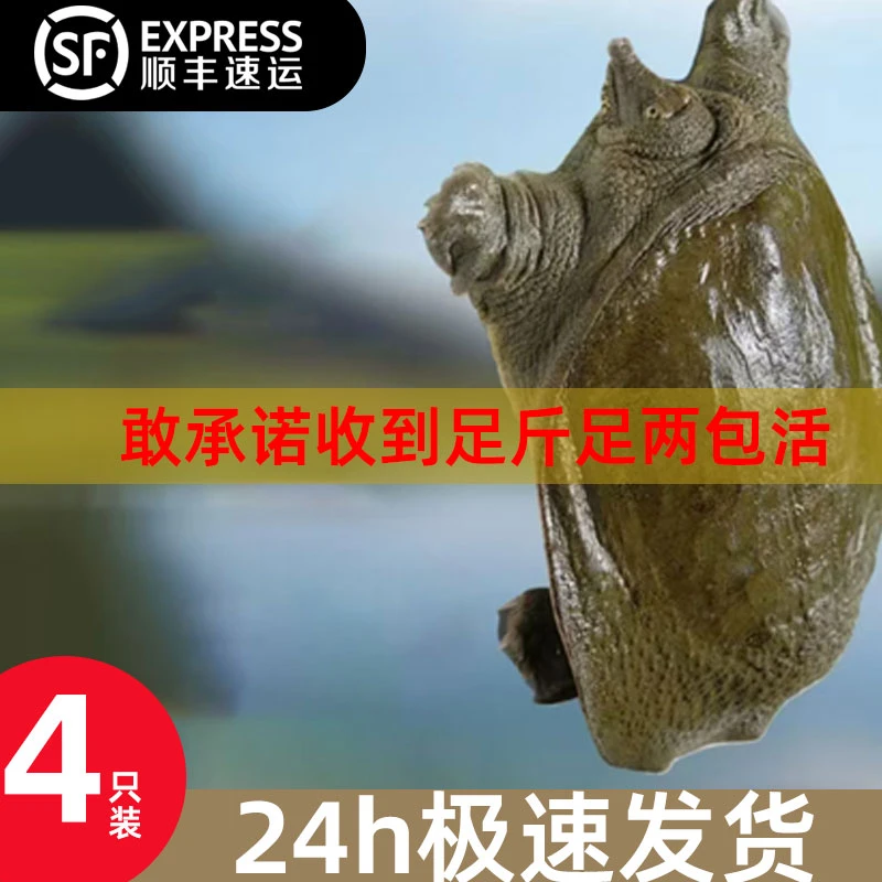 【顺丰包邮】生态散养 外塘甲鱼 4只装 总重6.0-7.0 斤 鲜活发货