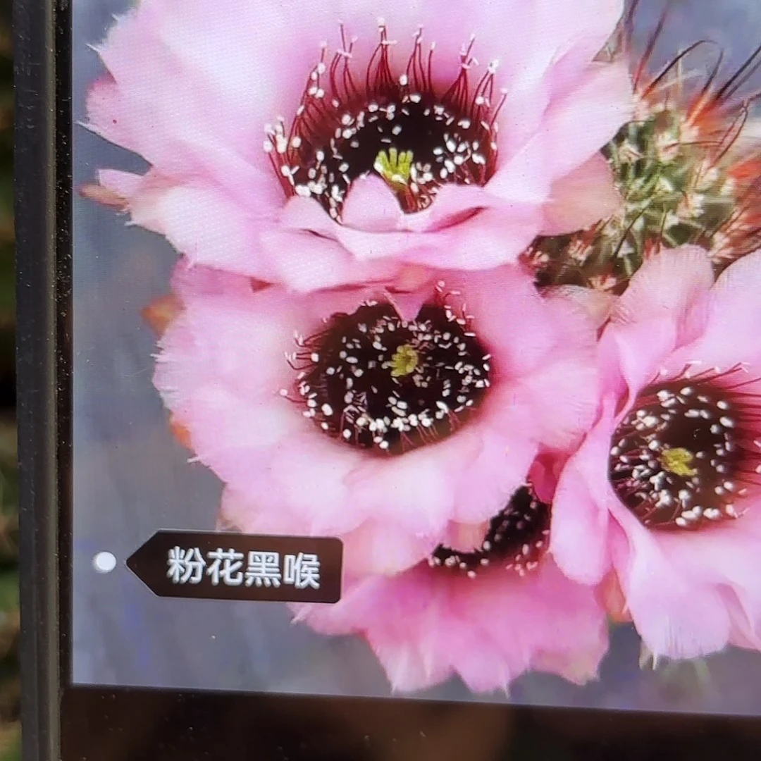 粉黑喉瑕疵小侧牙20包邮37