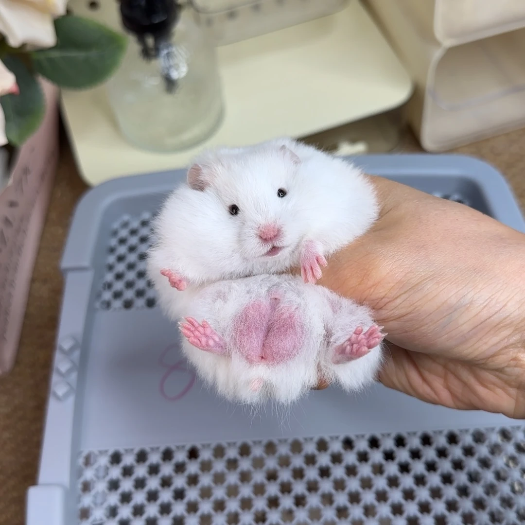 蜜显斑弟弟8.17生日