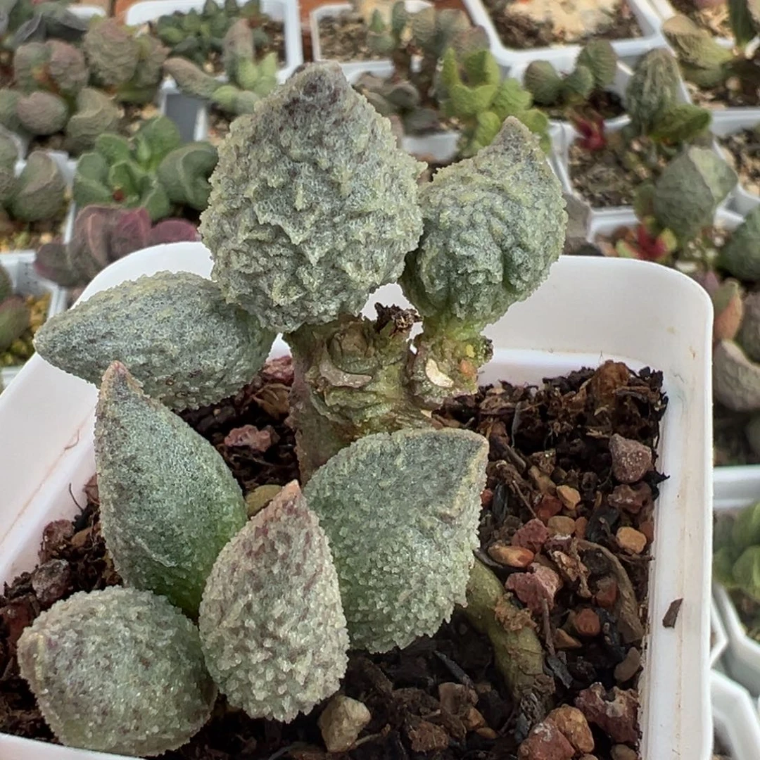 翡翠哈默多头纯木质桩多肉植物