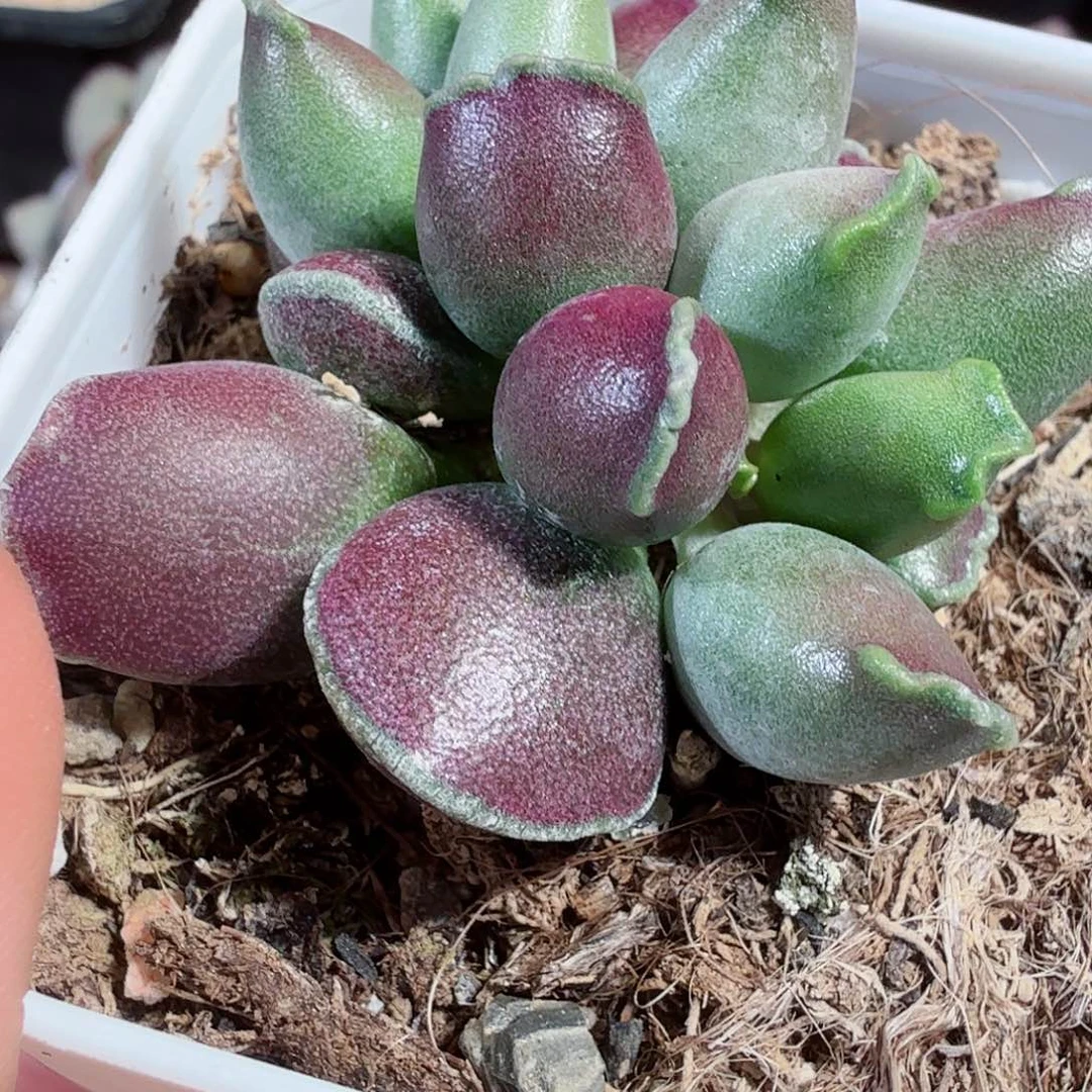 形***.全紫紫肌海豹