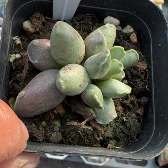 231艺姬海豹多肉植物多
