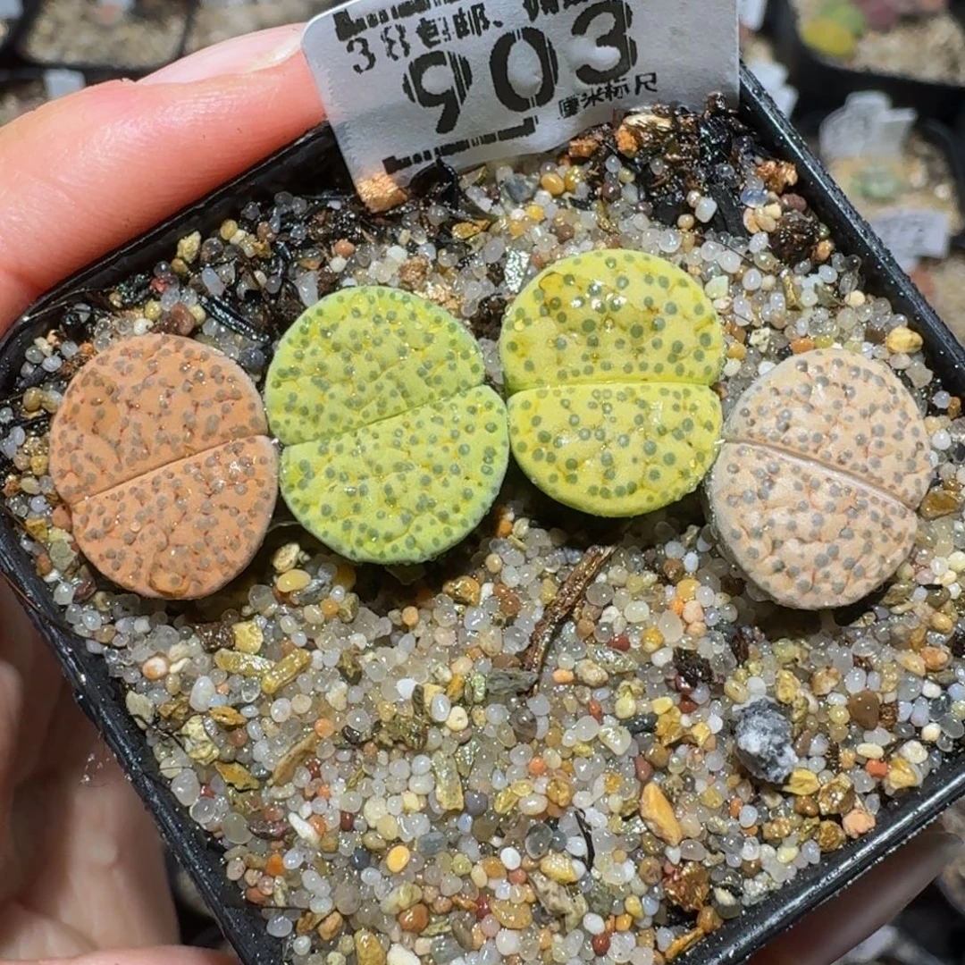 绝绝绝子生石花903