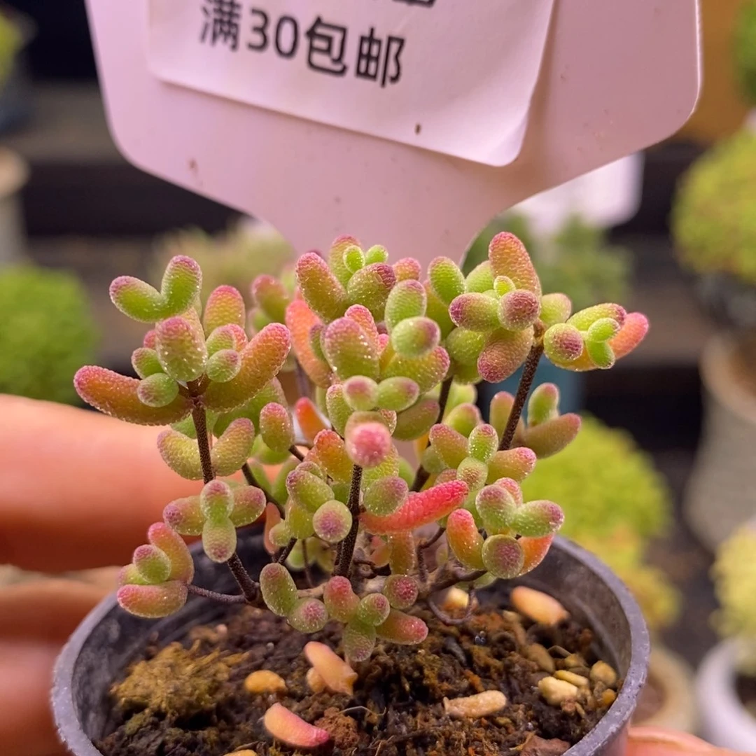811糖球。