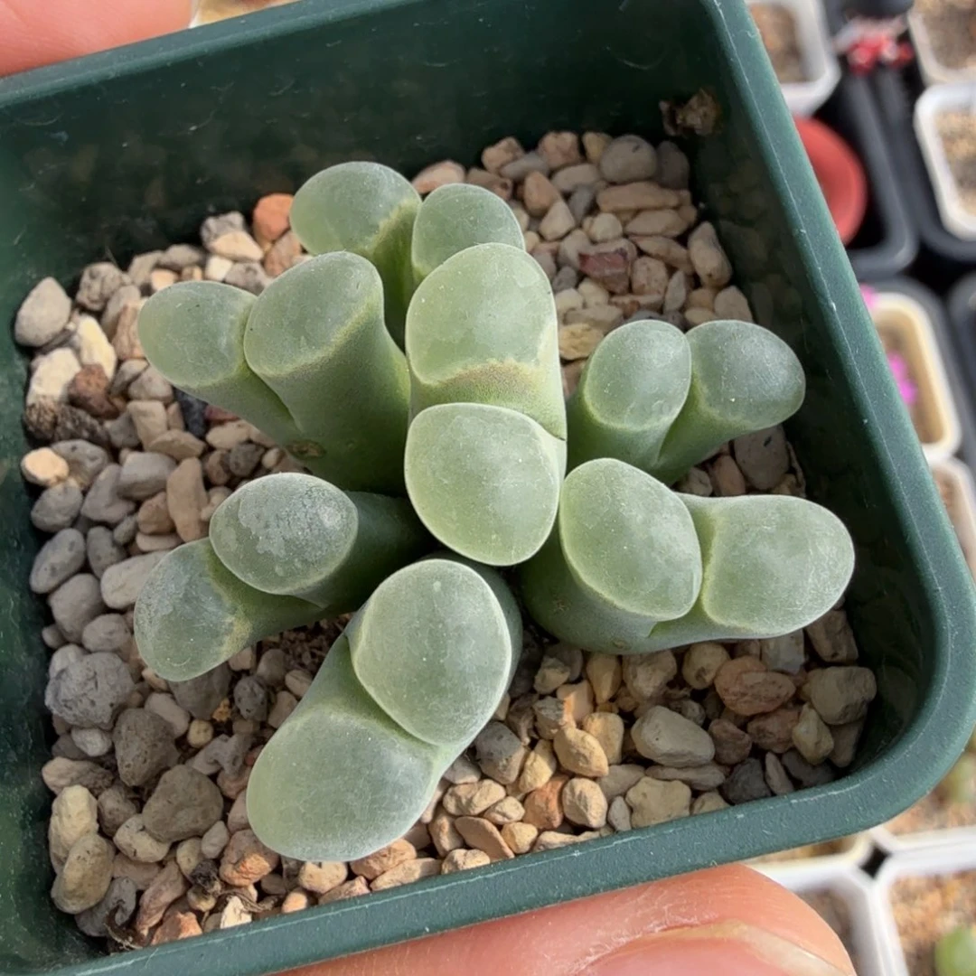 极窗风铃 10-28-L14