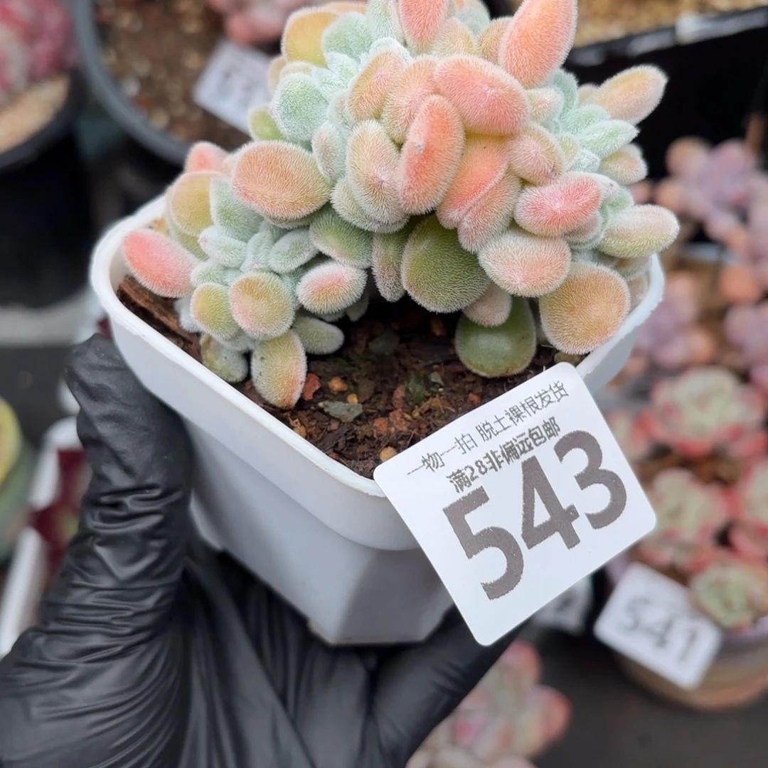 雪晃星缀化无盆土发货