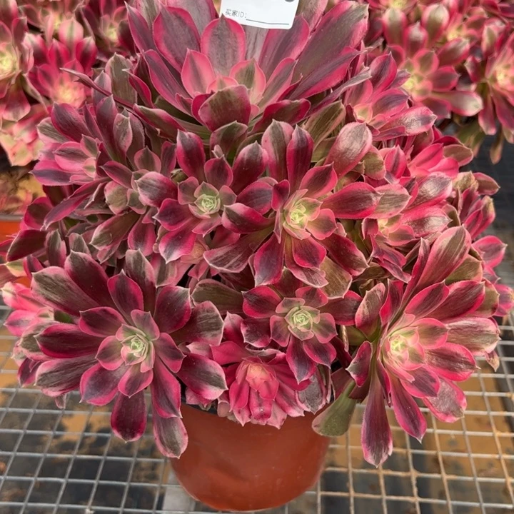 615男神30厘米左右