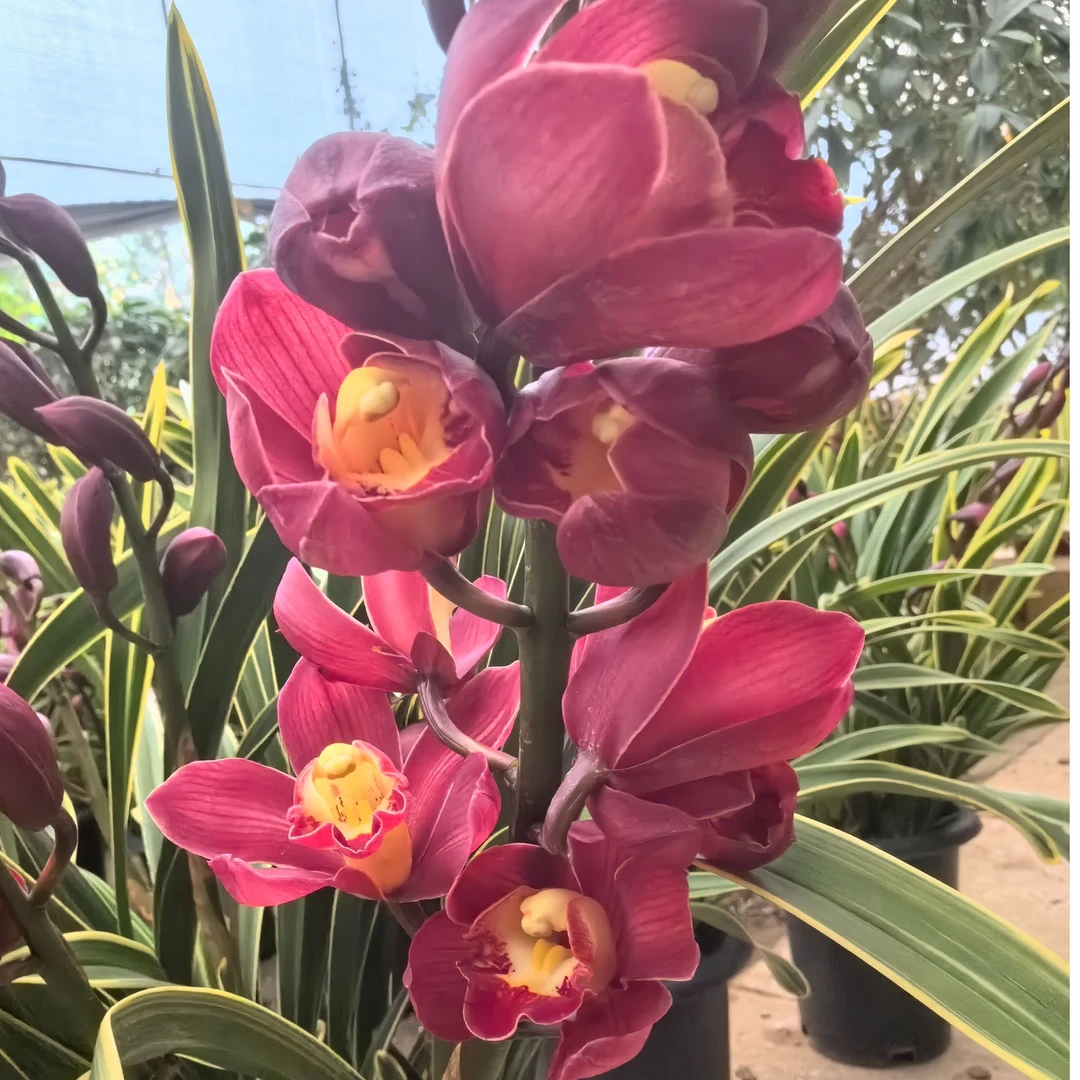 大花蕙兰——金边大红袍深红色花包邮送货上门