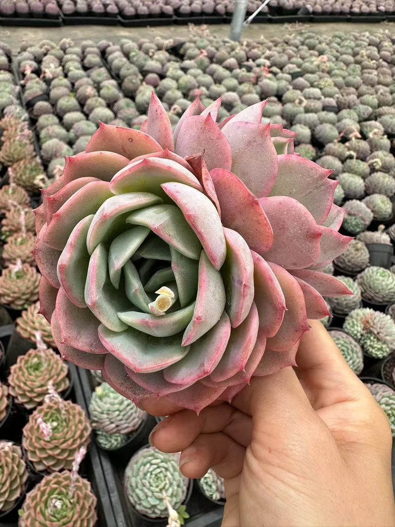 10#惜若  多肉植物  前男友精品多肉