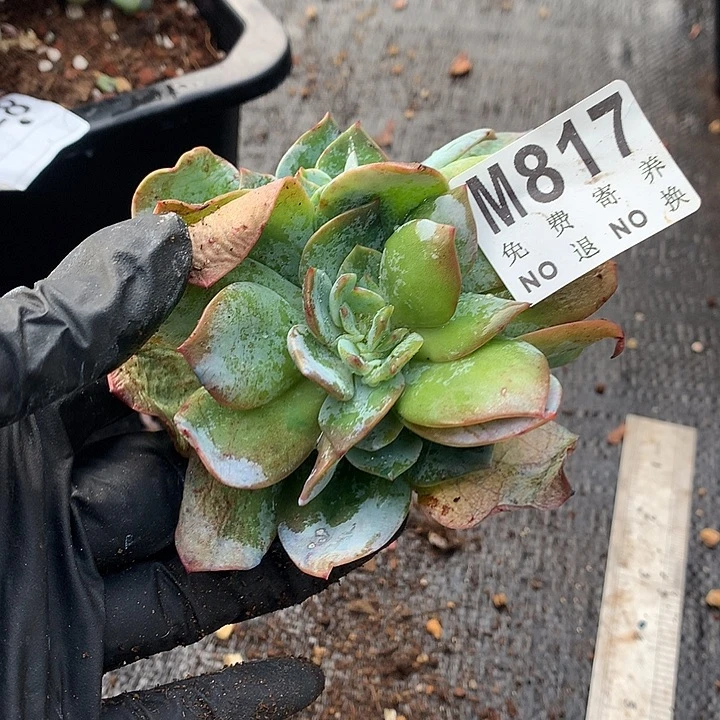 白凤缀化朵朵 多肉植物 9.23后发