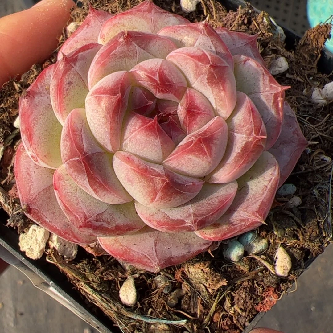 229 多肉植物组合盆栽
