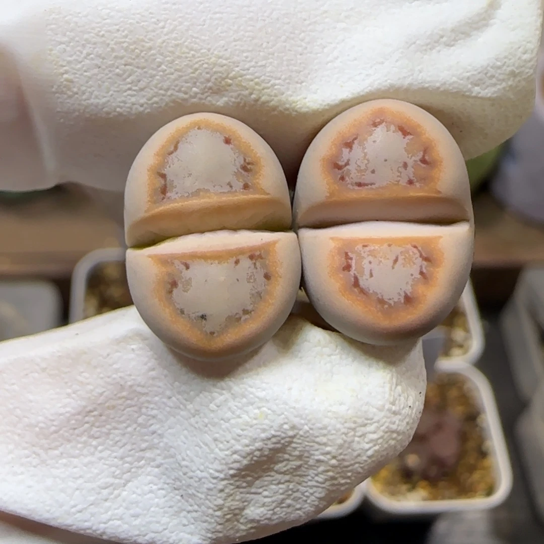 12.28. 216饼干. 9042无人福利