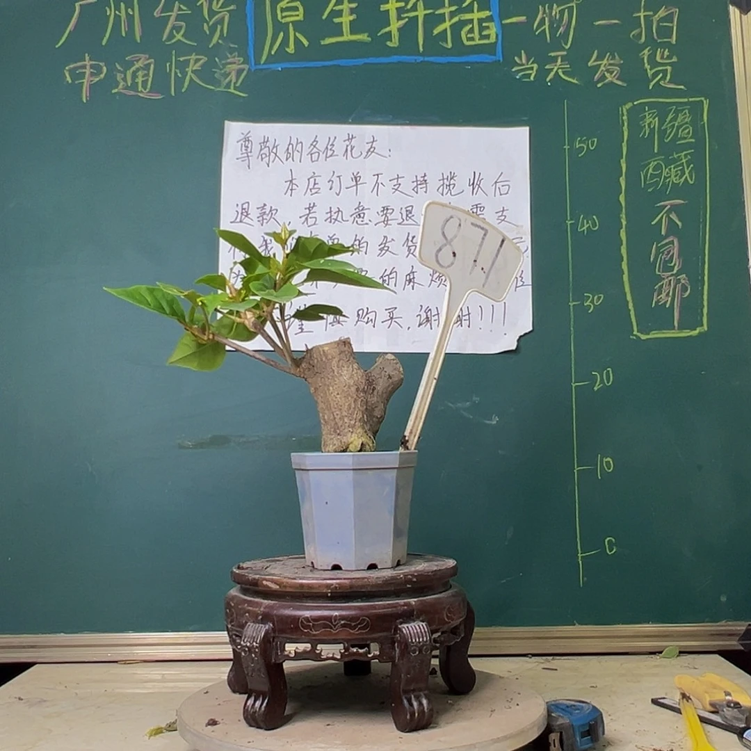 当前无花栽培后可以开花一颗盲盒 大宝 871