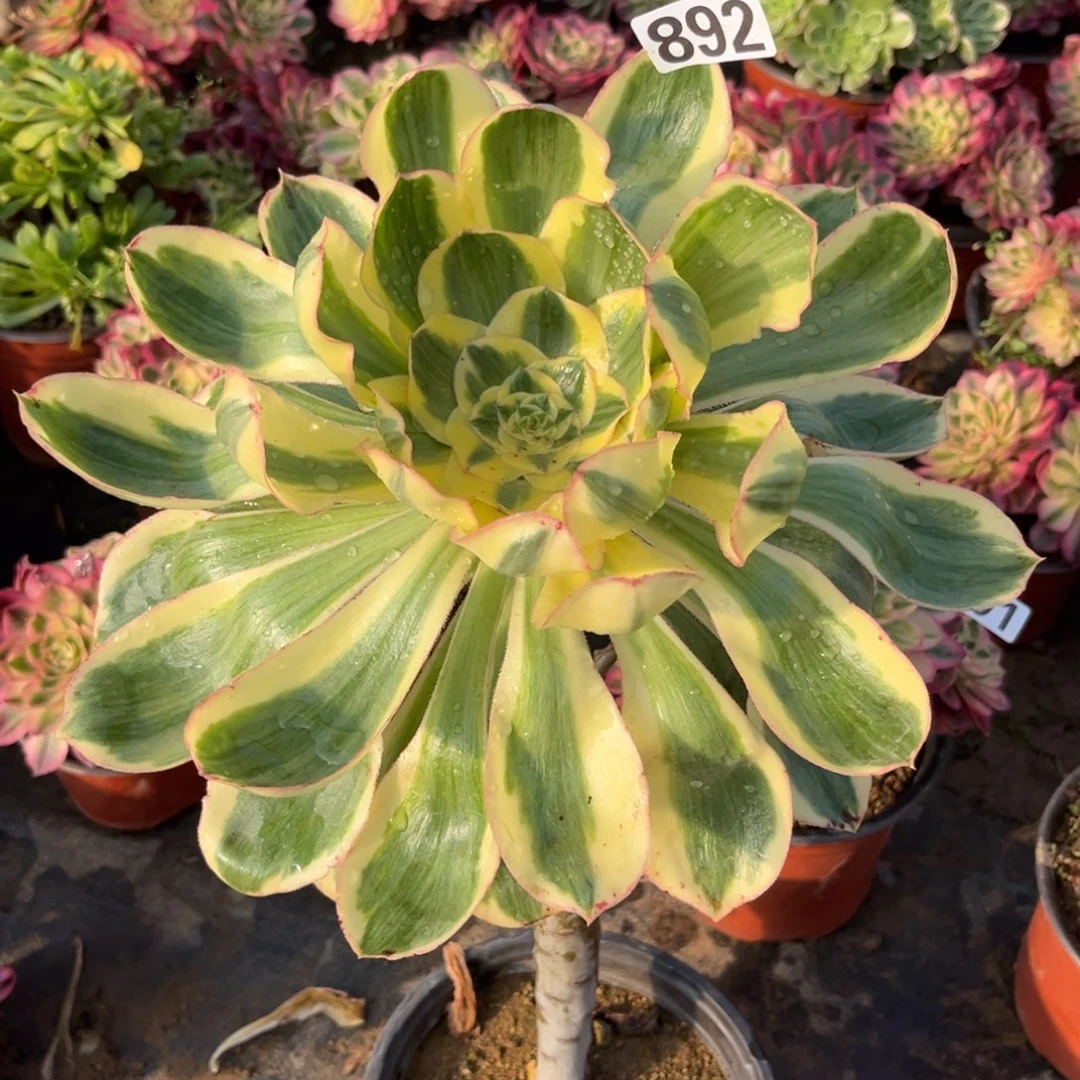 892燕姿锦多肉植物