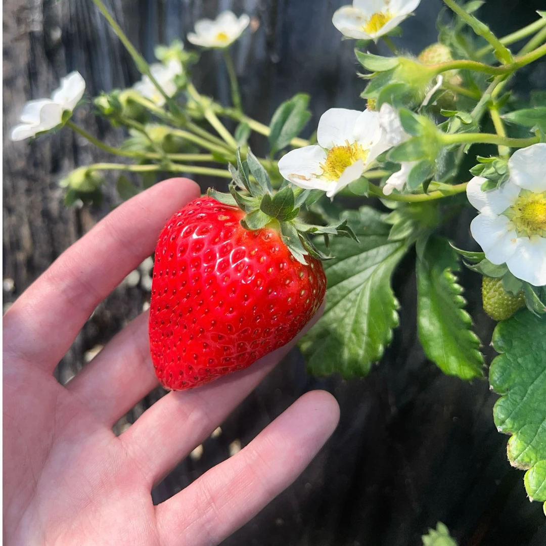 精品香野草莓2斤
