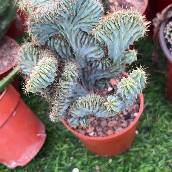神龙木缀化满25包邮