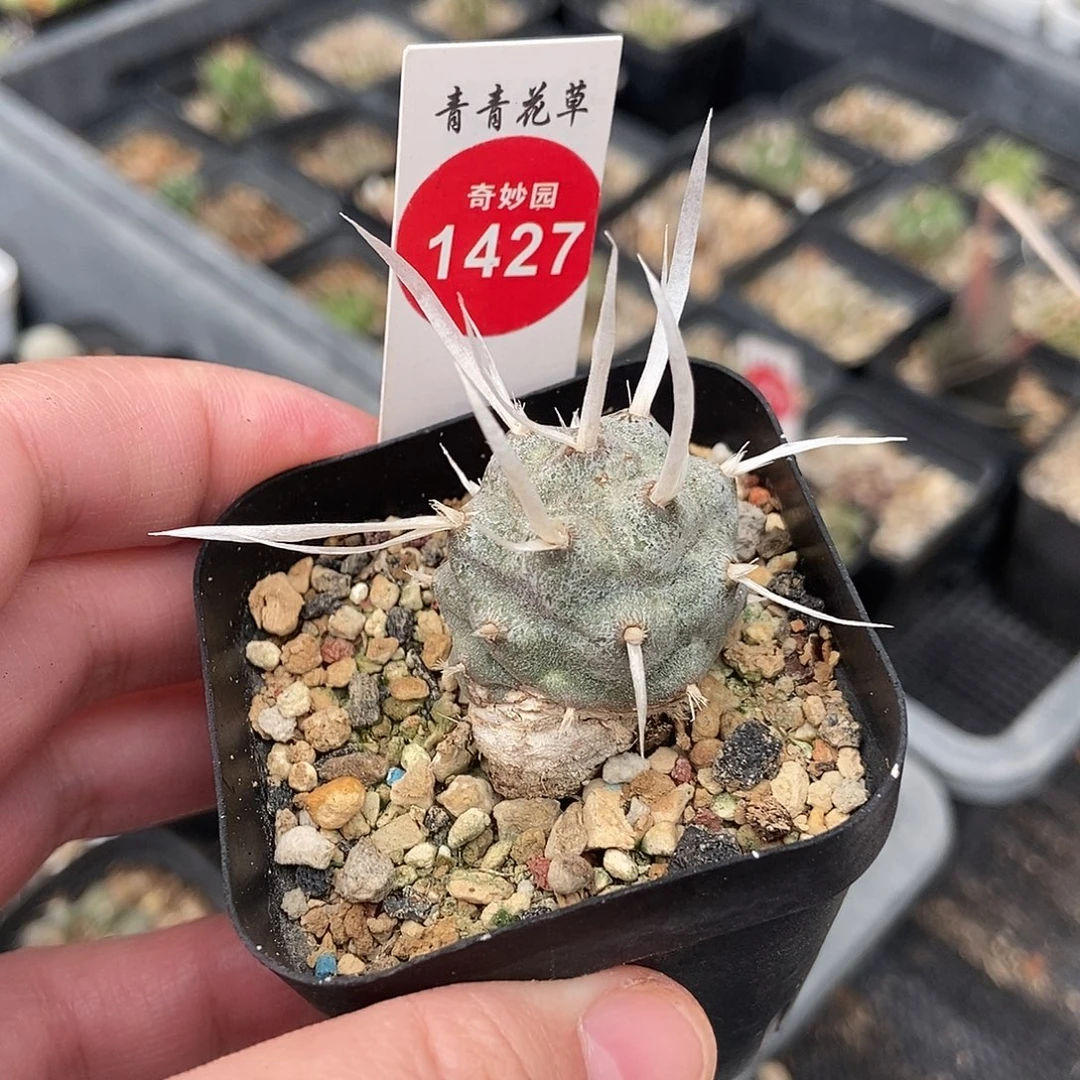 自根武藏野一棵仙人球