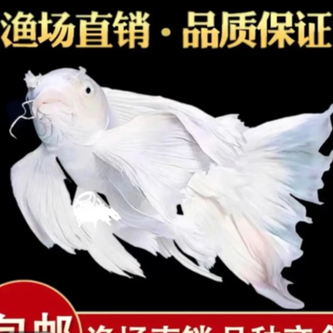 蝴蝶鲤白色鱼苗熊猫玛雅淡水冷水鱼观赏鱼球体好养耐活