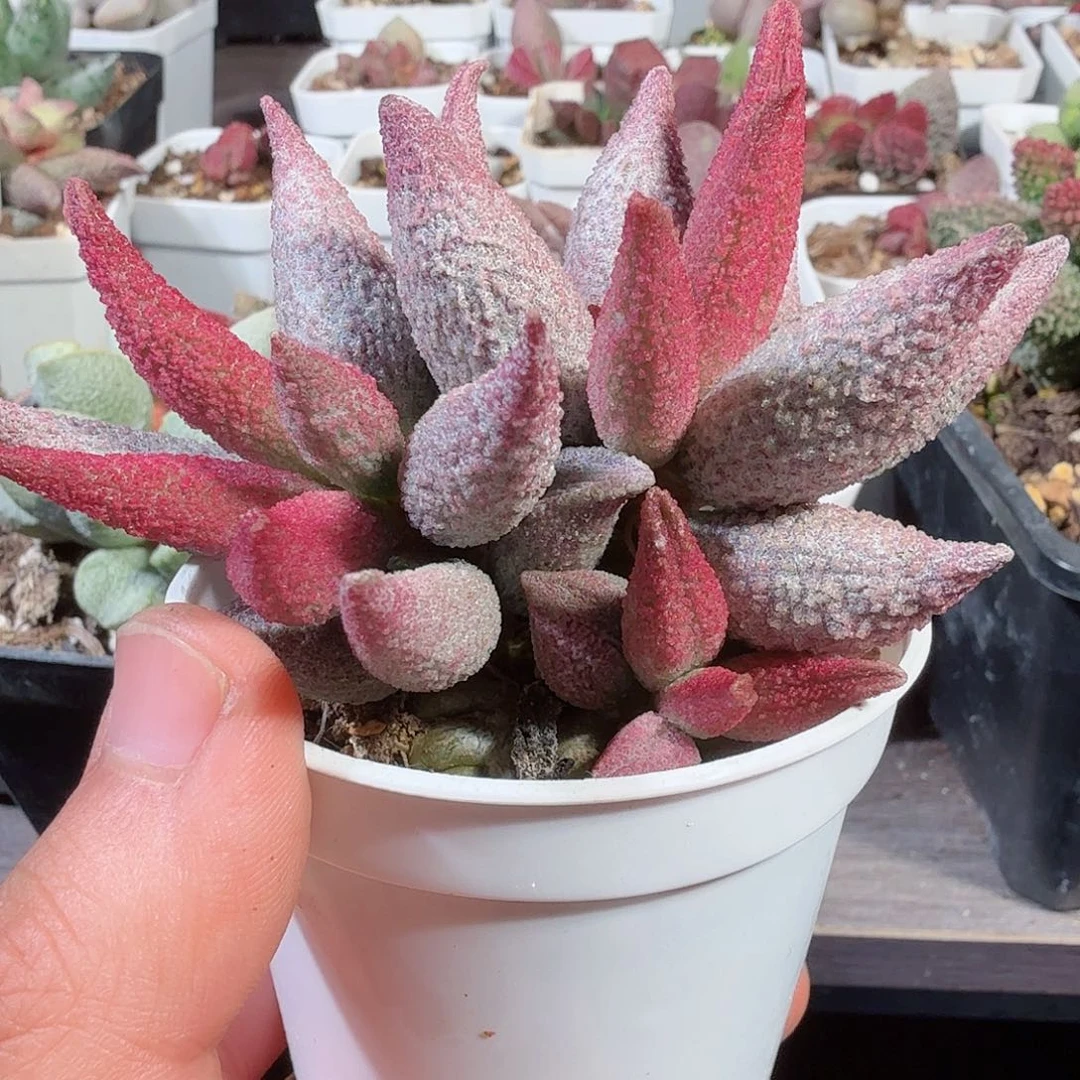 ｀****?纯红哈默