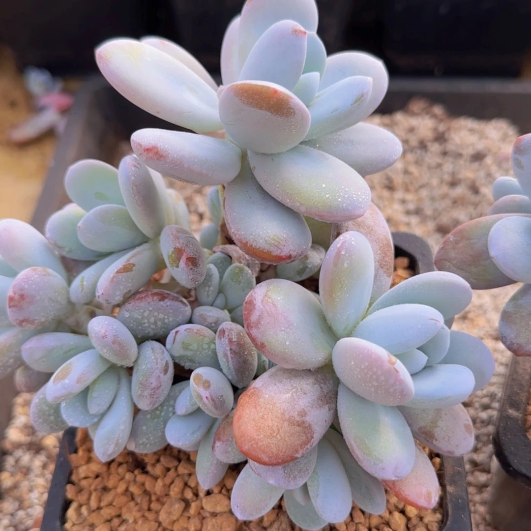 【闪购商品】雪美人