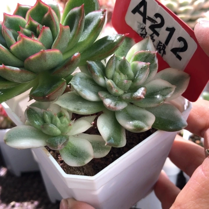 杂交锦有根有根有根