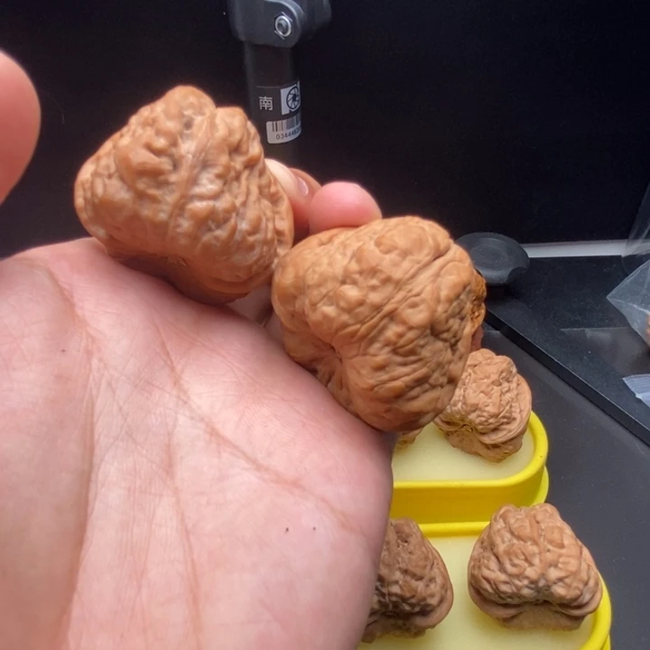 42尺高密度皮质蛤蟆头