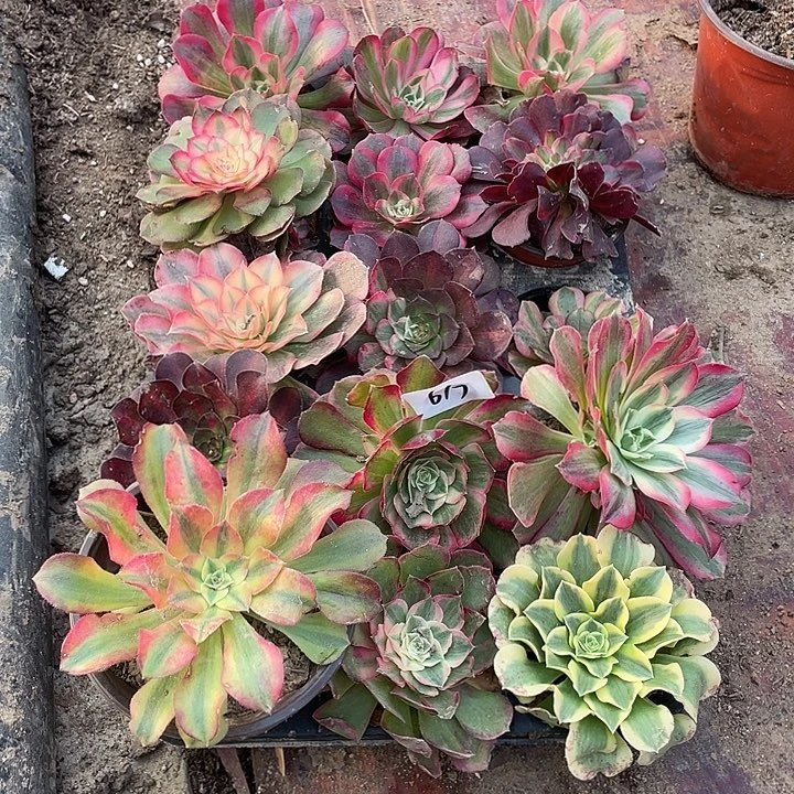 法师植物小苗组合617