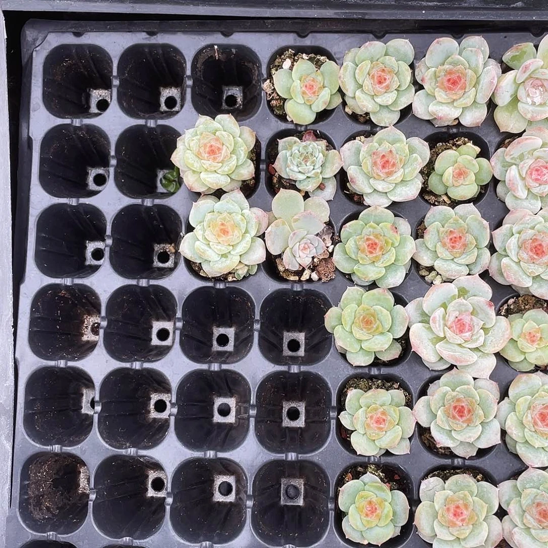 孤糖心穴一个满25包邮