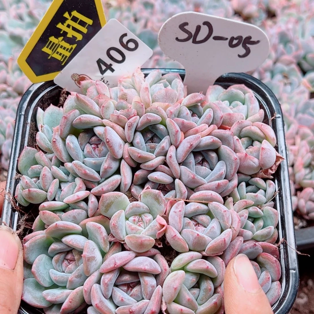 多肉植物多肉植物