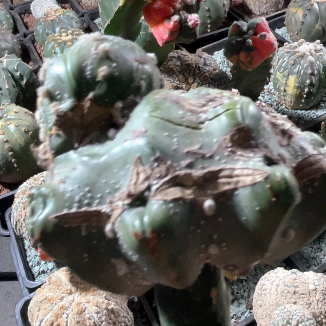 完全开放璐*姐兜兜兜1