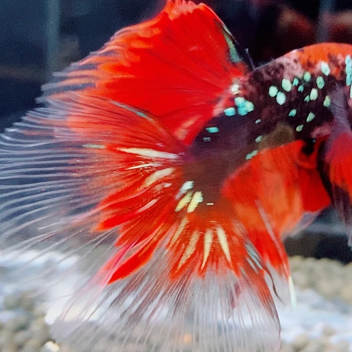 斗鱼黑202号巨斗半月