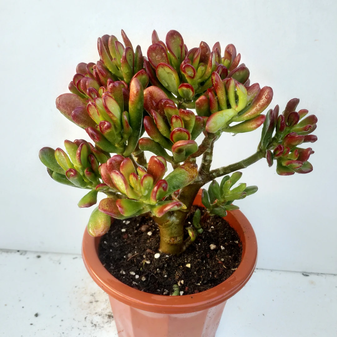 招财猫 满20包邮裸根发货 多肉植物掉叶擦伤不售后长沙星昊多肉