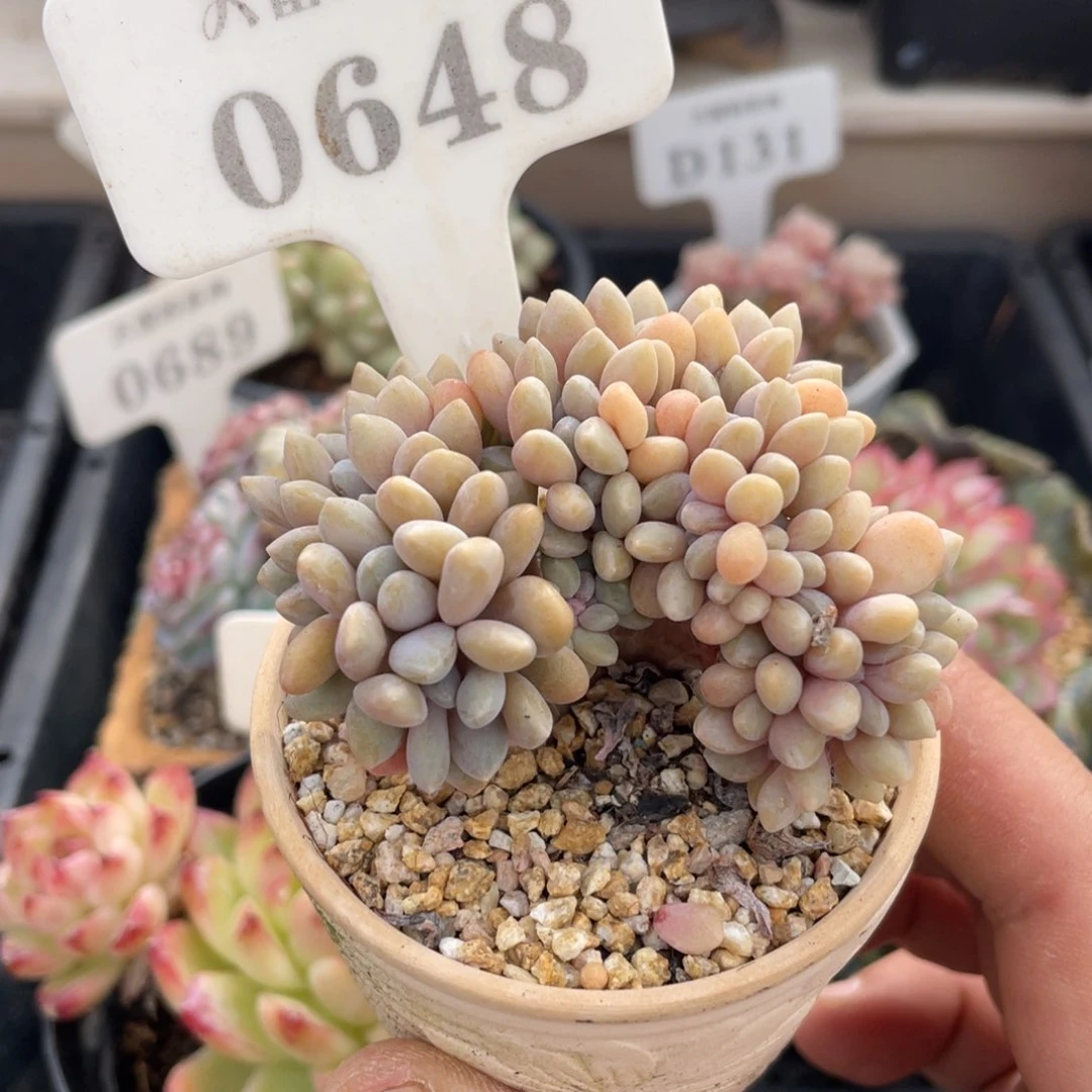 0648醉美人缀不带盆7厘米