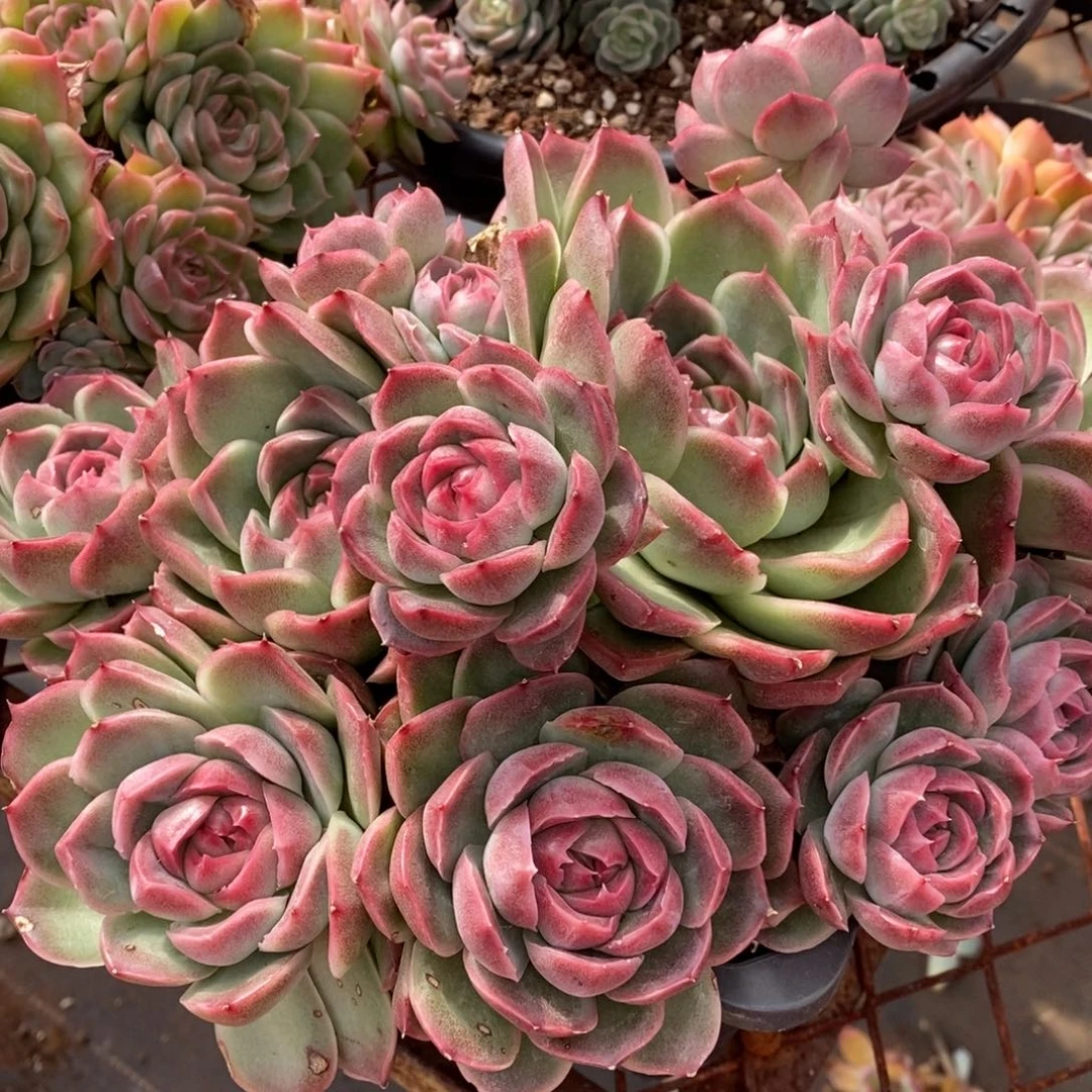 杂交精品多肉~模特链接