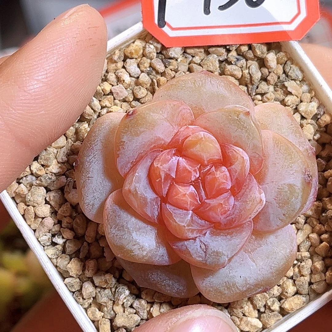 F136一物一拍 月兔