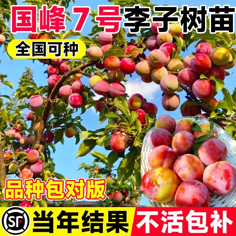 李子树苗国峰7号脆甜果树果苗盆栽蜂糖新品种特大号南北方可种植