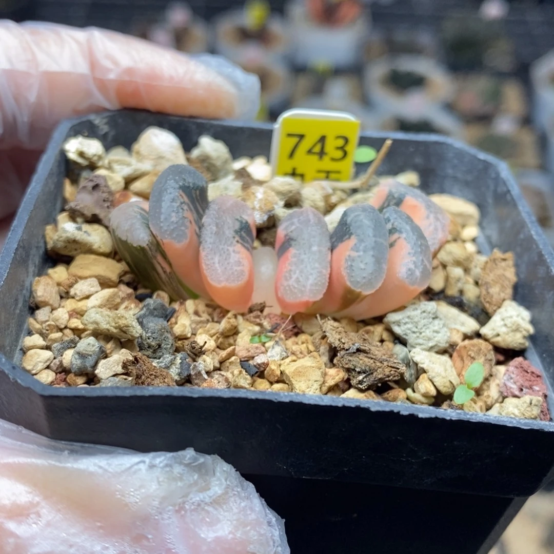 743号浮藻玉扇锦多肉植物