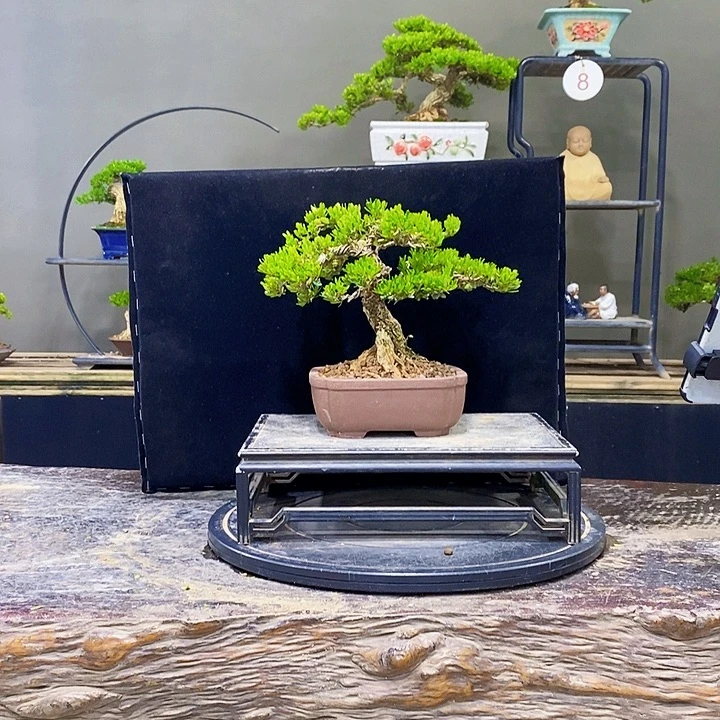 无花朵黄杨盆景四季常青