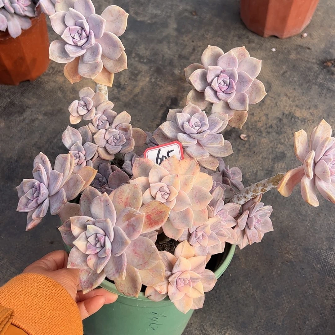 605号紫乐锦，一物一拍